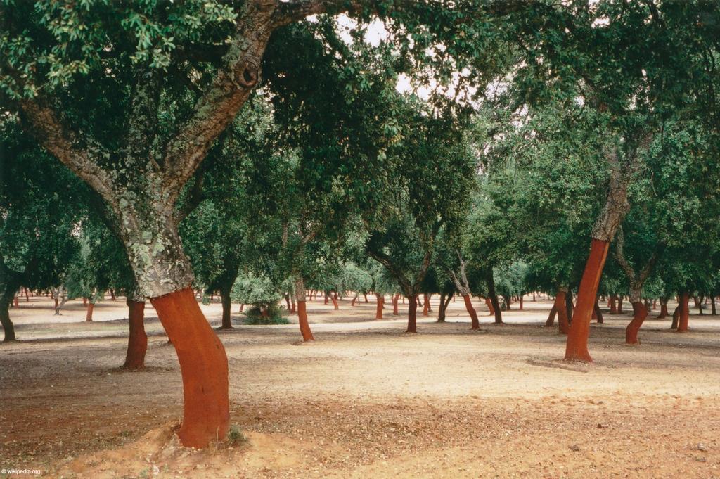 Monte Do Brejinho De Agua Βίλα Carvalhal  Εξωτερικό φωτογραφία